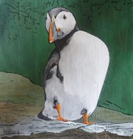Macareux de Skellig