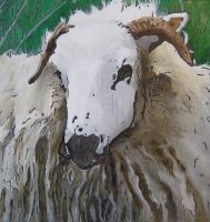 Mouton Irlandais
