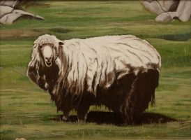 Mouton américain